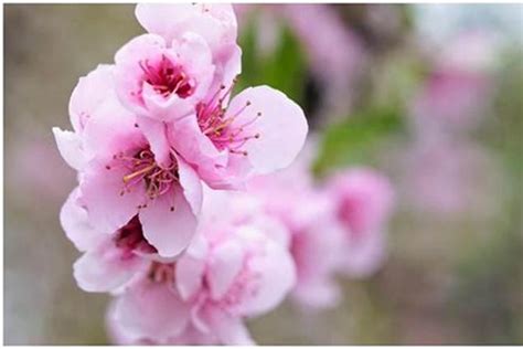 桃花流年|怎么看正缘桃花的年份 怎么看正缘桃花流年